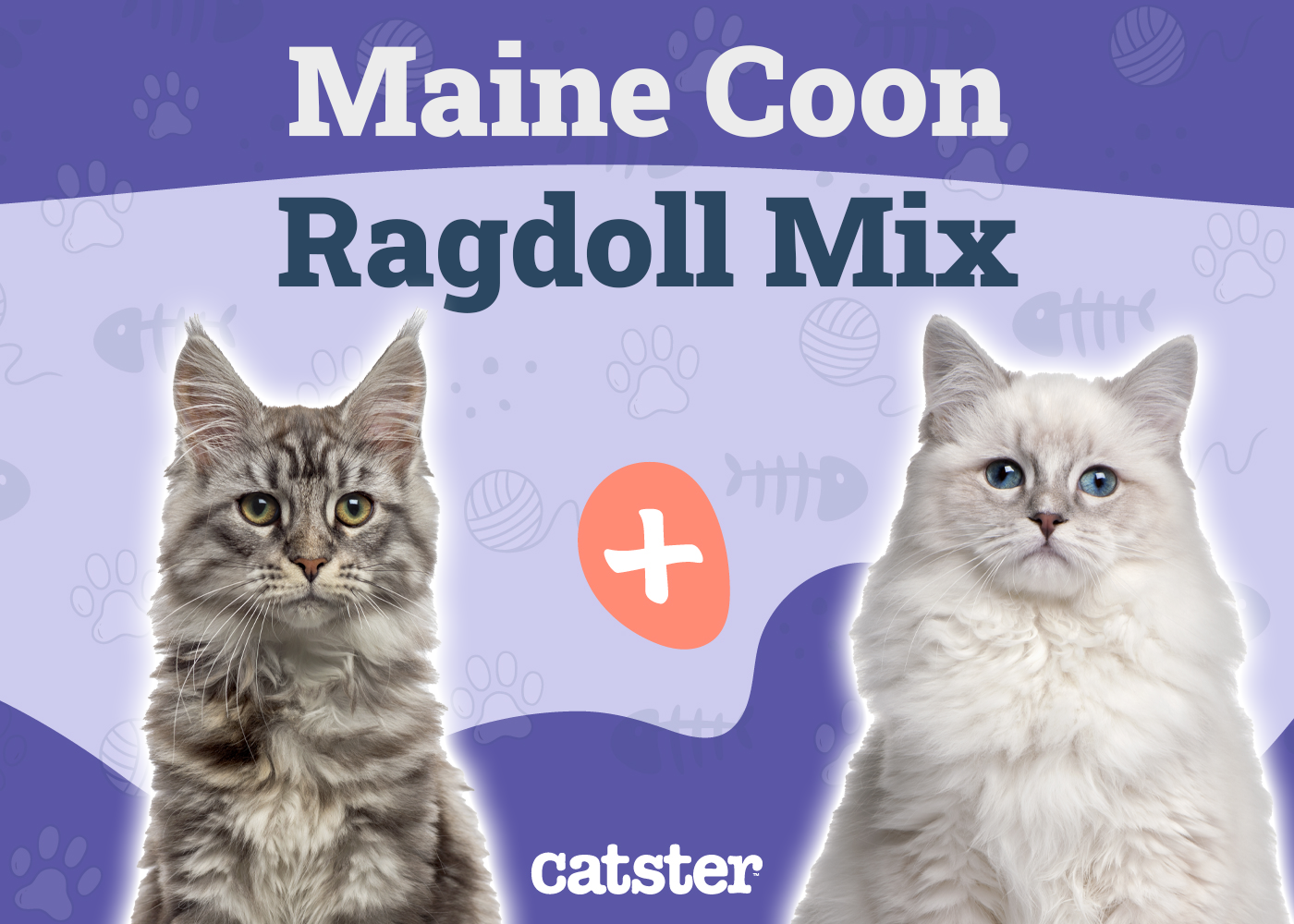 Maine Coon Ragdoll Mix: Info, Pictures, Care, Traits & More