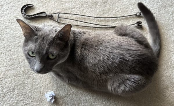 Homemade Cat Toys vs Commercial Toys: Olga’s Unusual Favorites