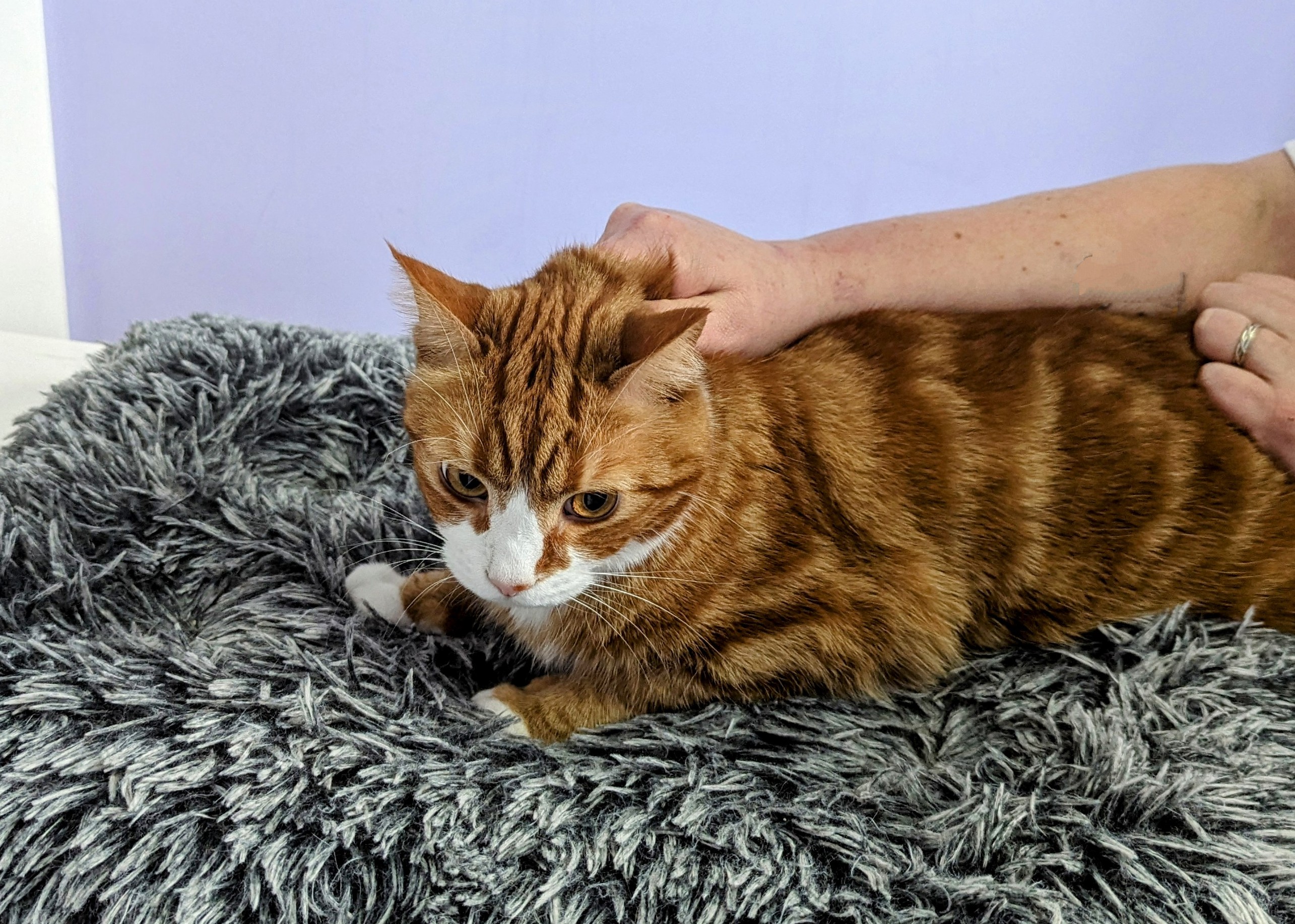Scruffing a Cat: Vet-Reviewed Risks & Safety Advice