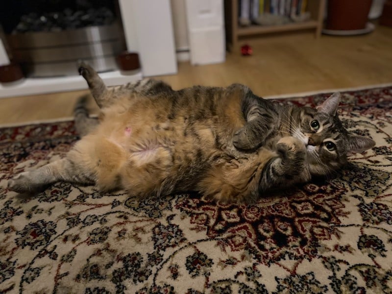 A Cat Owner’s Manual for Pain Part 1: Recognizing Pain