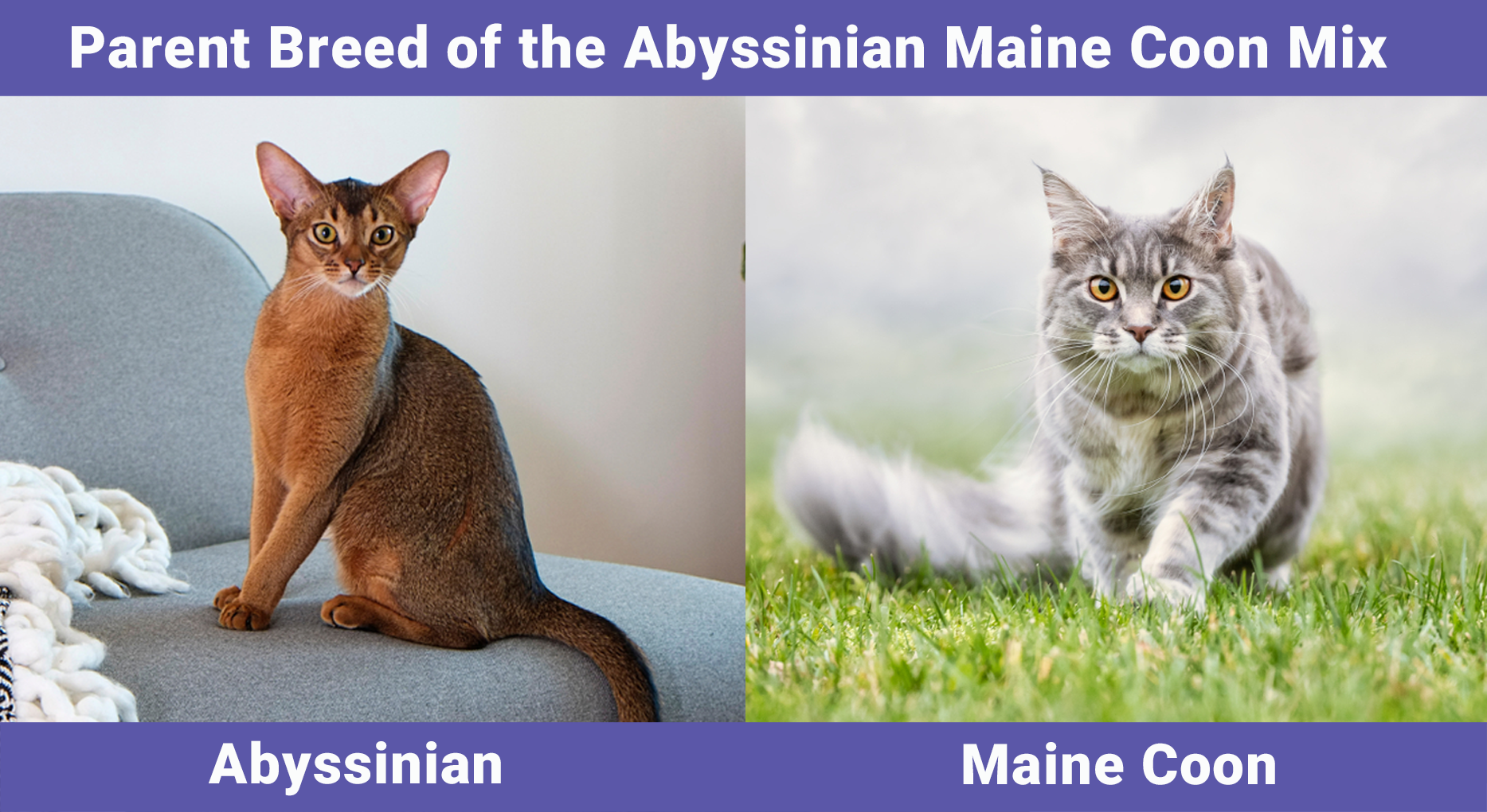 Parent Breed of the Abyssinian Maine Coon Mix
