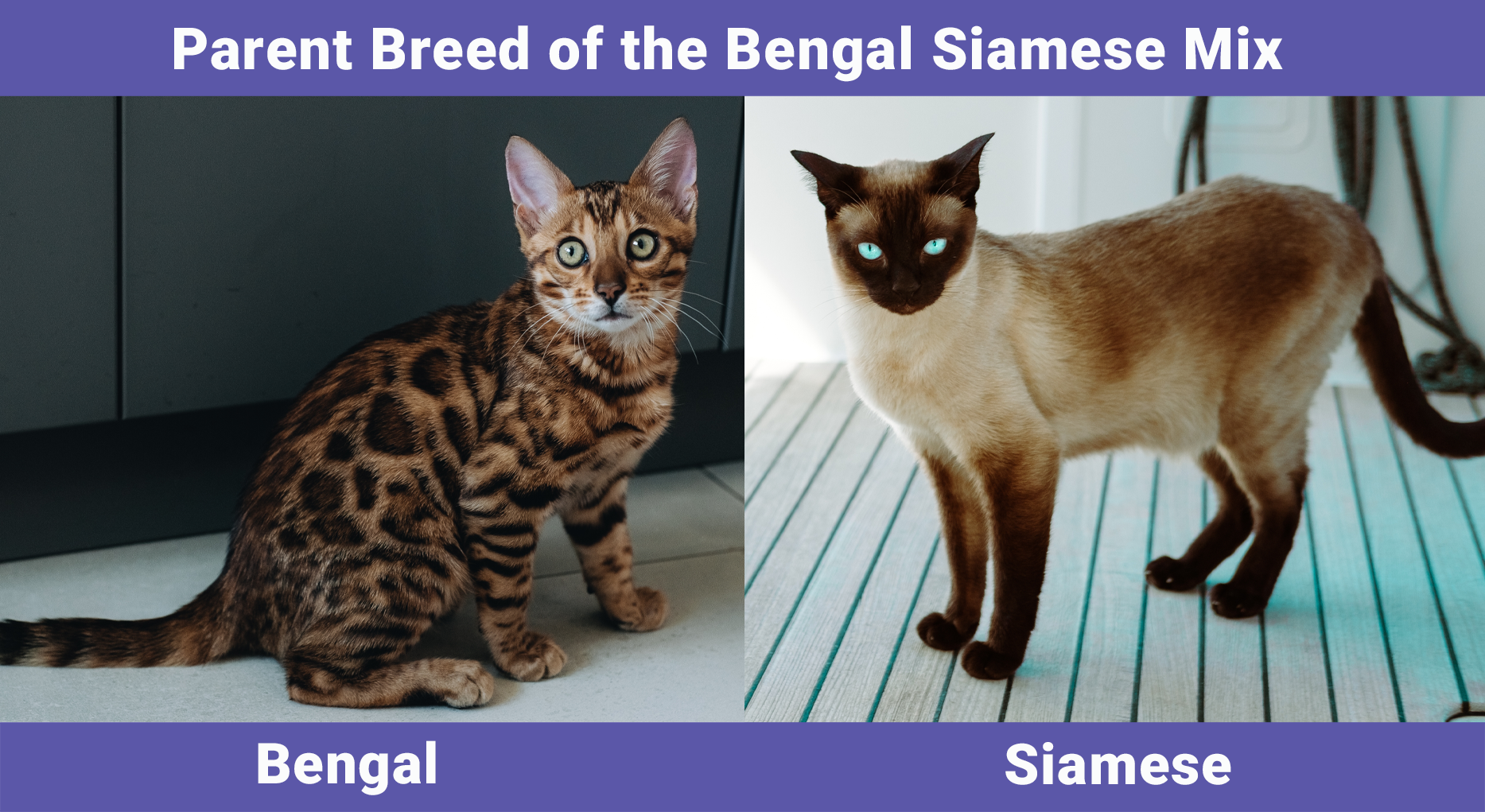 Parent Breed of the Bengal Siamese Mix