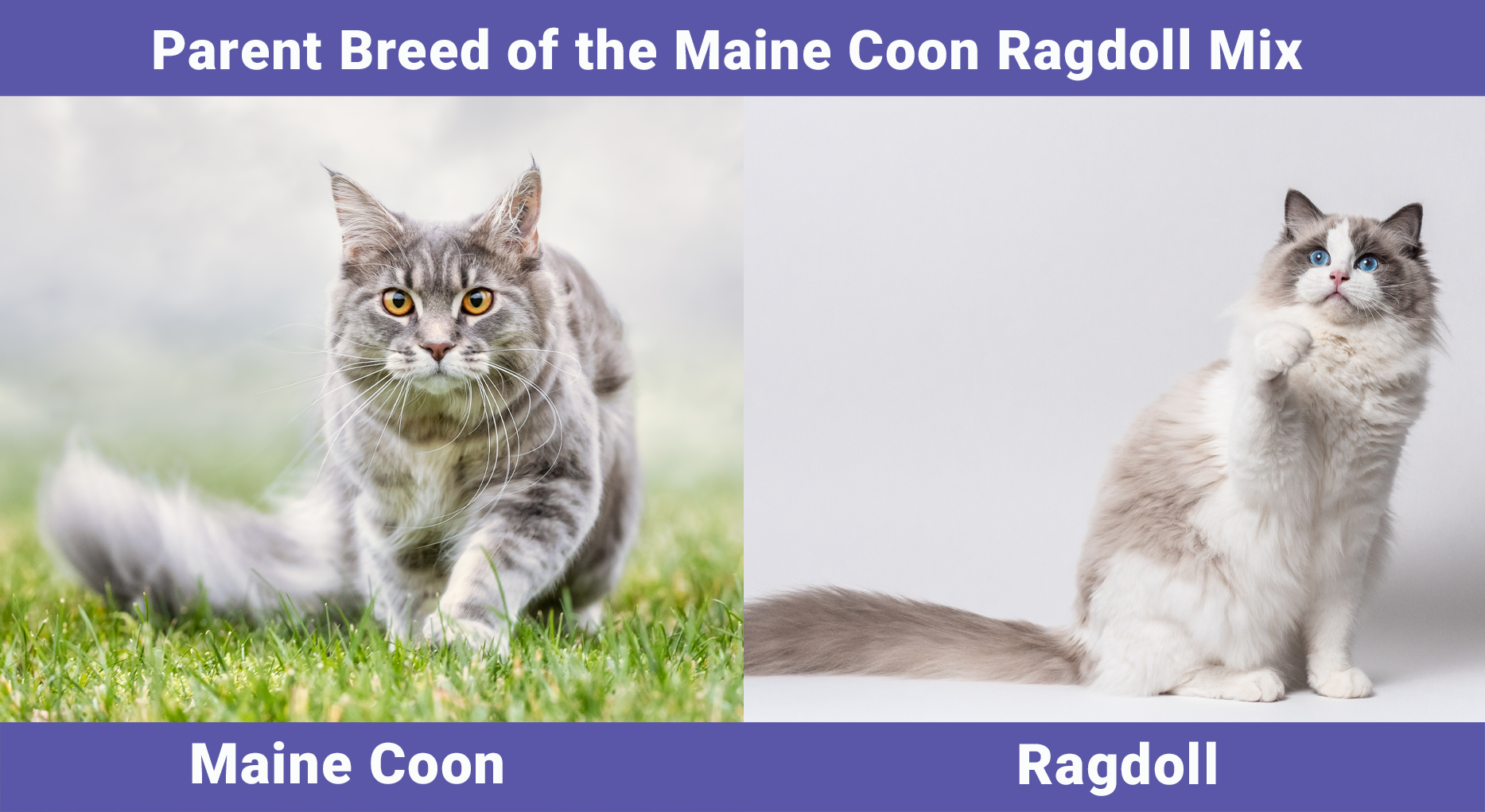 Parent Breed of the Maine Coon Ragdoll Cat Mix