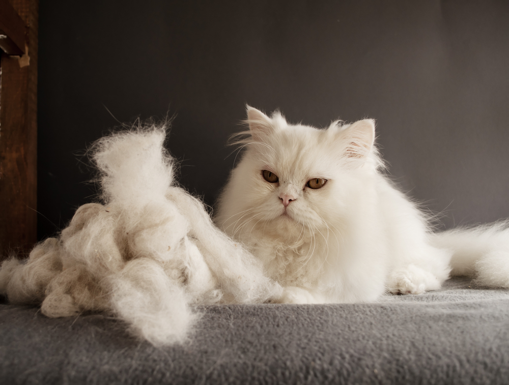 Do Persian Cats Shed? Vet-Verified Facts & Grooming Tips