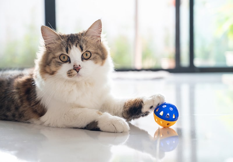 How to Destress Your Cat Over the Holidays: 9 Vet-Reviewed Ideas