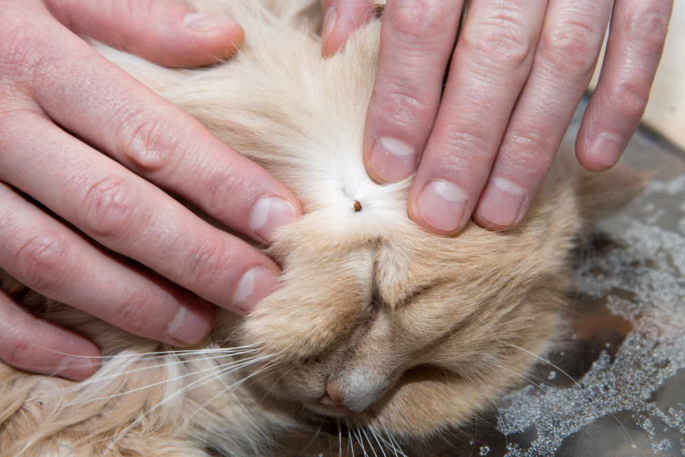 Lyme Disease in Cats: Causes, Signs & Treatments (Vet Answer)
