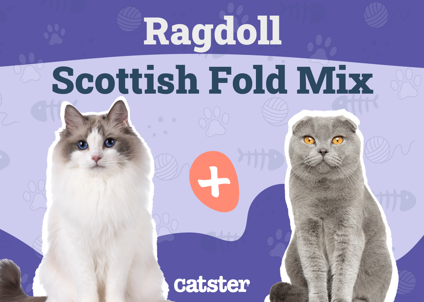 Scottish Fold Ragdoll Mix: Info, Pictures, Temperament & More