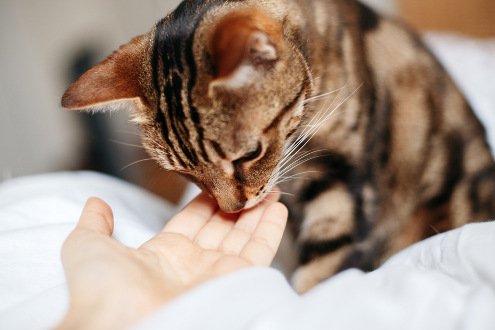 Can Cats Sense Death? What Science Says