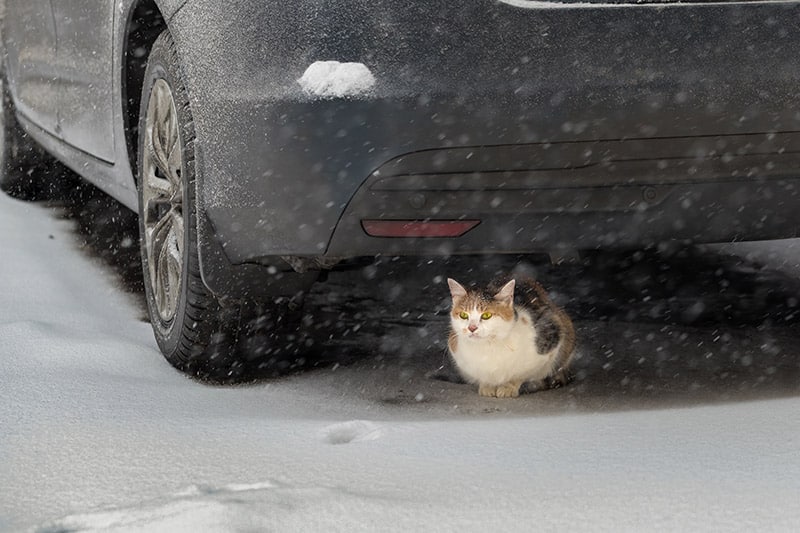 10 Hazardous Hiding Places for Cats You Need to Be Aware Of