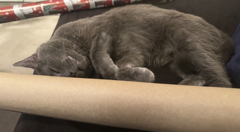 The Sleeping Habits of Cats: Olga’s Preferences