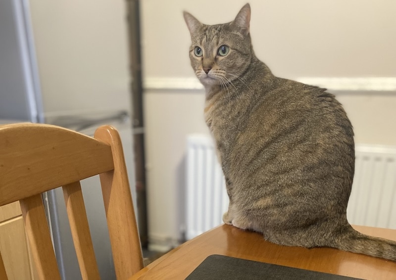 Hang Ten: Counter Surfing in Cats
