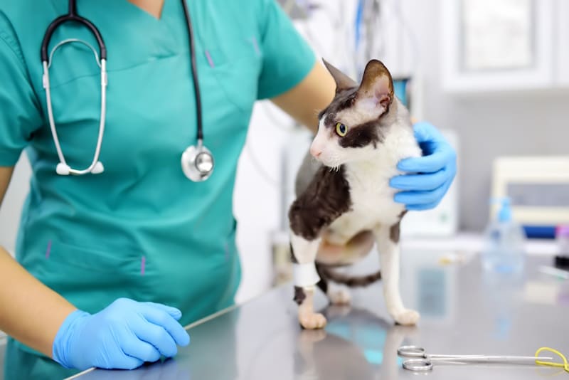 Why Are Some Cats So Fractious During Vet Visits? Our Vet Explains