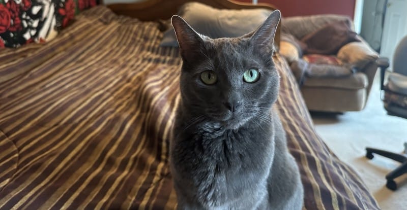 Does Your Cat Act Like Dr. Jekyll and Mr. Hyde? Christopher's Does!