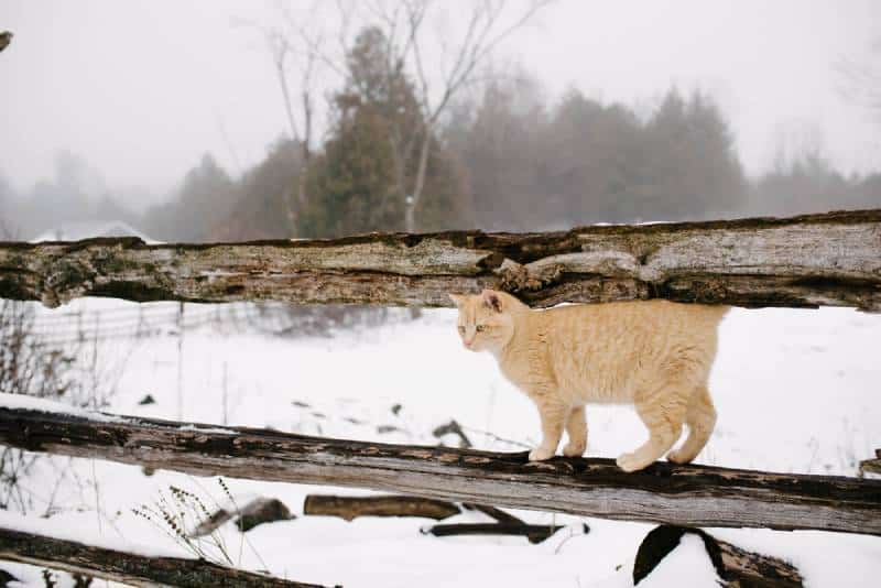 How to Keep Barn Cats Warm in the Winter: 6 Vet-Verified Steps to Follow