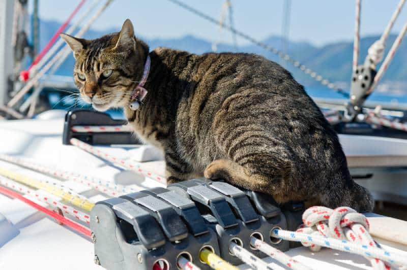 7 Famous Seafaring Ship Cats That Sailed The Seven Seas