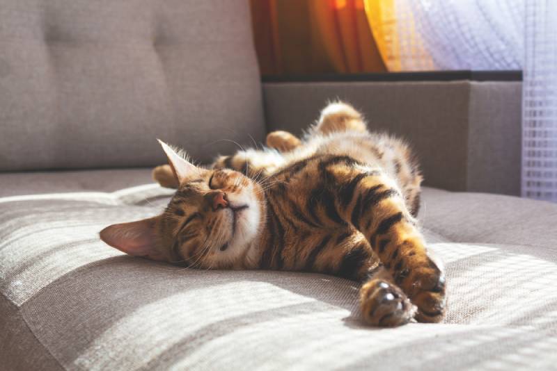Kitty Horoscope: October Belongs to the Lovely Libra Cat