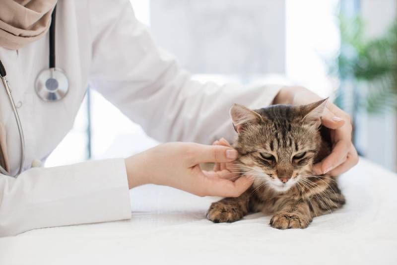 What's the Price of Cat Abscess Treatment? 2026 Costs & FAQ (Vet-Reviewed)