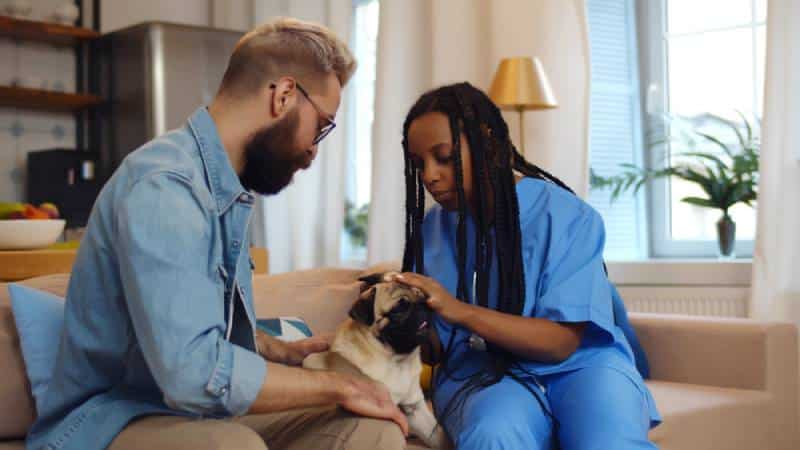 Do Vets Make House Calls? How to Find One That Does