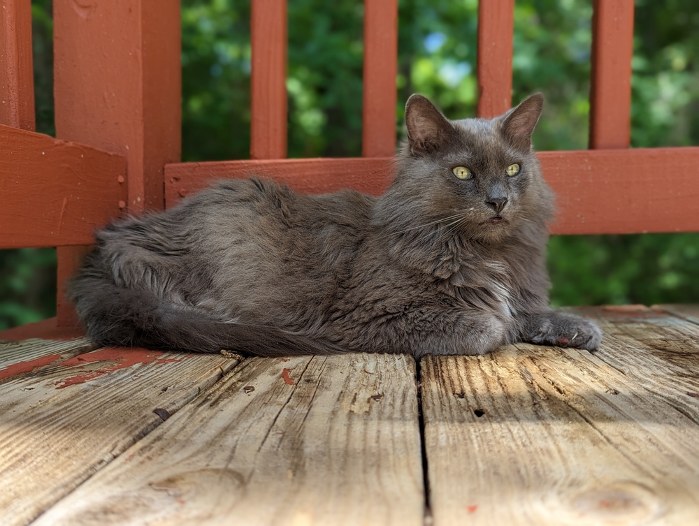 American Longhair Cat Breed: Info, Care, Pictures, & Facts