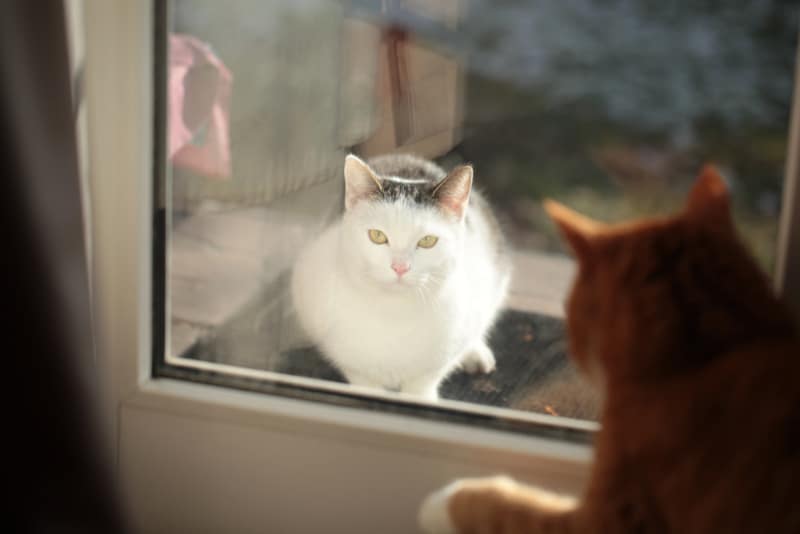 How to Keep Neighborhood Cats Away: 8 Tips for Dealing With Outdoor Cats
