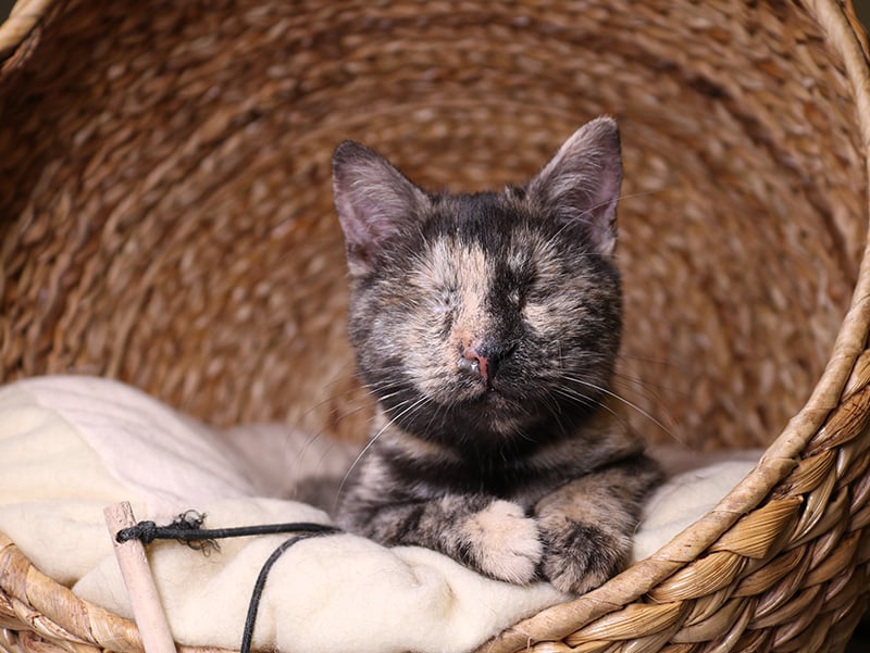National Specially-Abled Pets Day 2026: When and What Is It? (Vet-Reviewed)