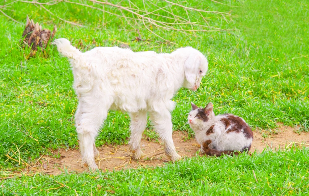 Can Cats Catch Diseases from Goats? Vet-Verified Facts & Prevention Tips
