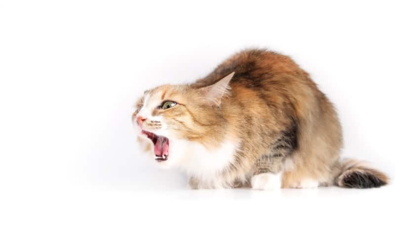 Do Cats Have a Gag Reflex? Facts, FAQ & What the Science Says