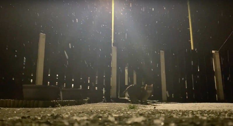 Cats and Snow: A Study in Feline Enrichment
