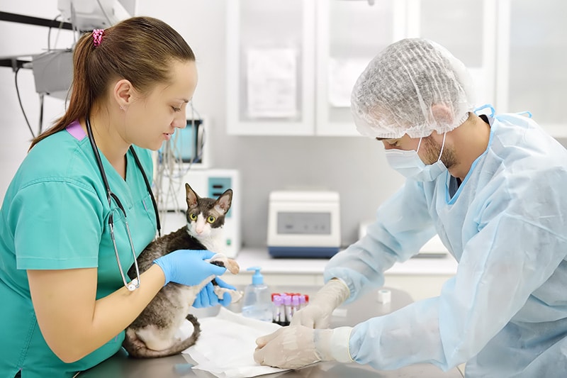 5 Reasons to Get Pre-Anesthetic Bloodwork for Your Cat (Vet Answer)
