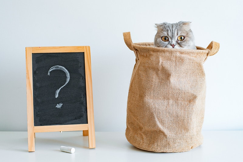 11 Cat Idioms & Sayings (Meanings & Origins Explained)