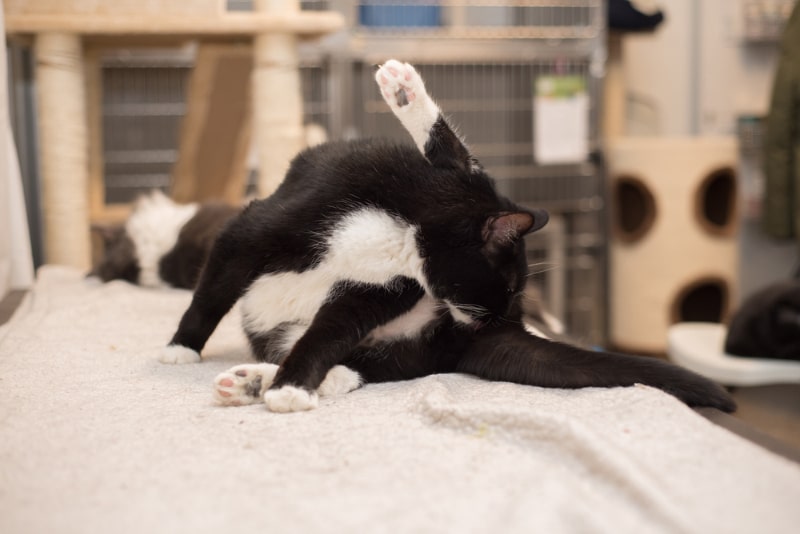 Cat Dingleberries: Vet Reviewed Causes & Prevention Tips