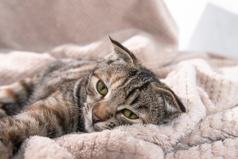 How Does Epogen Help With Kidney Failure in Cats? (Vet Answer)