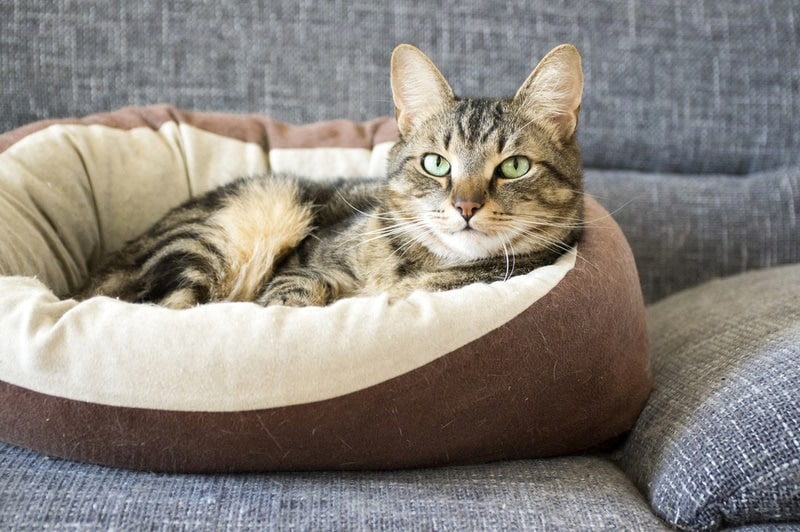 24 Modern Cat Furniture Pieces That Will Look Great in Your Home