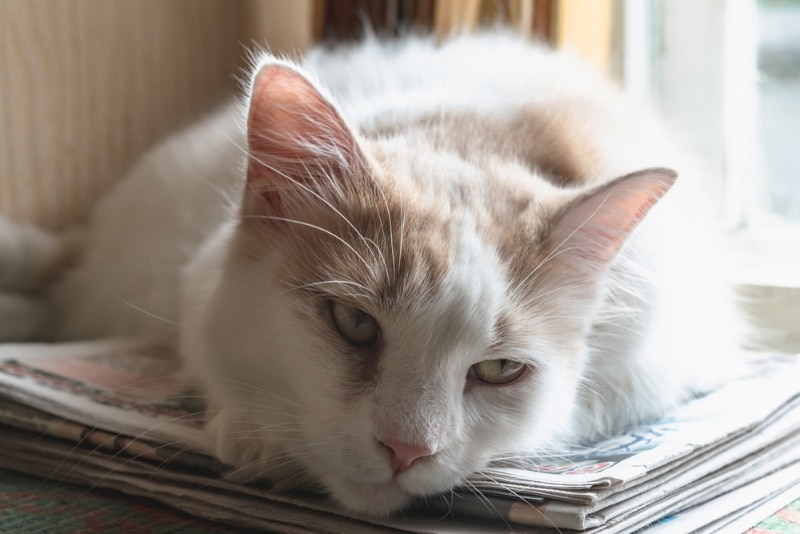 Triaditis in Cats: Causes, Signs & Treatments (Vet Answer)
