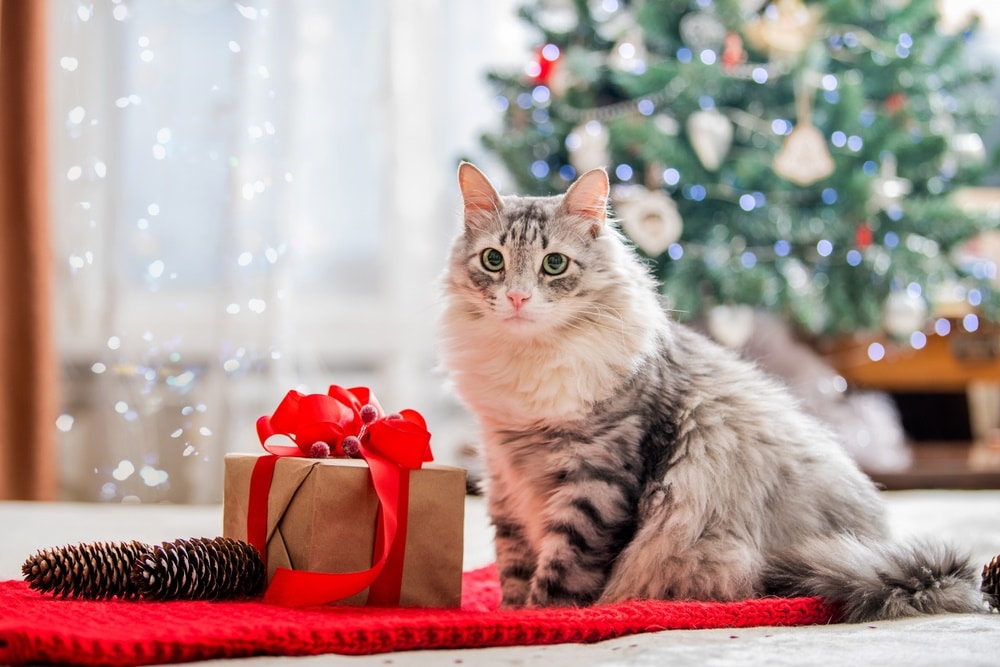 10 Christmas Cat Stocking Stuffers to Make Your Kitty Happy