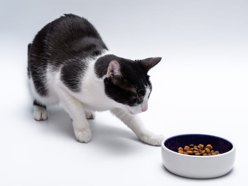 My Cat Is Eating Slower Than Usual, What's Wrong? Vet Verified