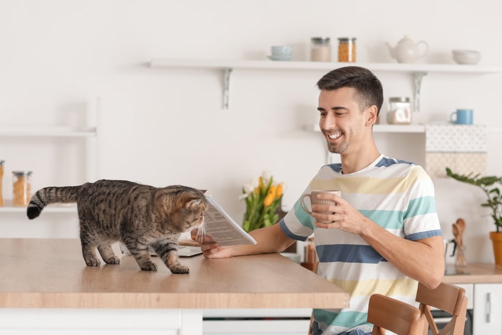 10 Top Cat Cafes in the US in 2026