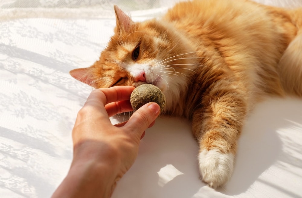 Compressed Catnip Balls: What They Are & Our Top Picks in 2026