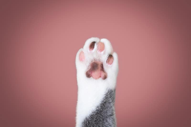 What Are Cat Feet Called? 8 Cute Nicknames