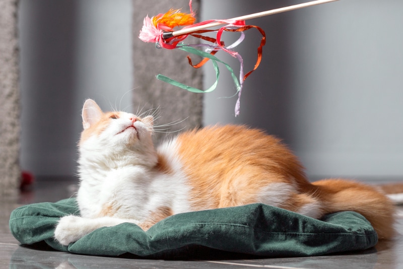 10 Amazing DIY Cat Wand Plans You Can Create at Home (With Pictures)