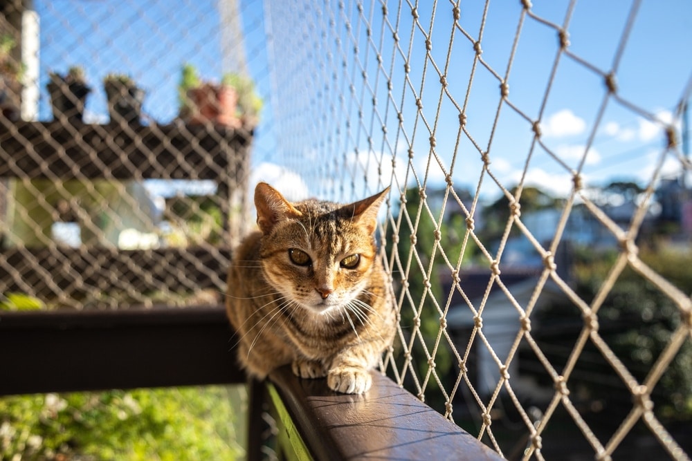 How to Cat-Proof a Fence: 7 Vet-Verified Ways