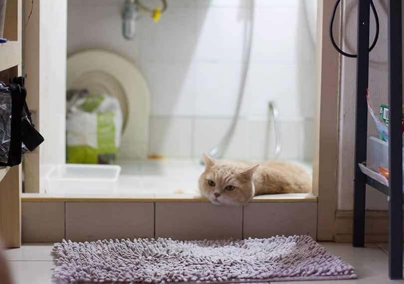 Why Does My Cat Sleep in the Bathroom? 8 Vet-Verified Reasons
