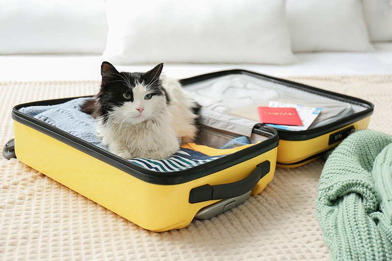 What to Pack When Traveling with Your Cat: 11 Essentials for Your List