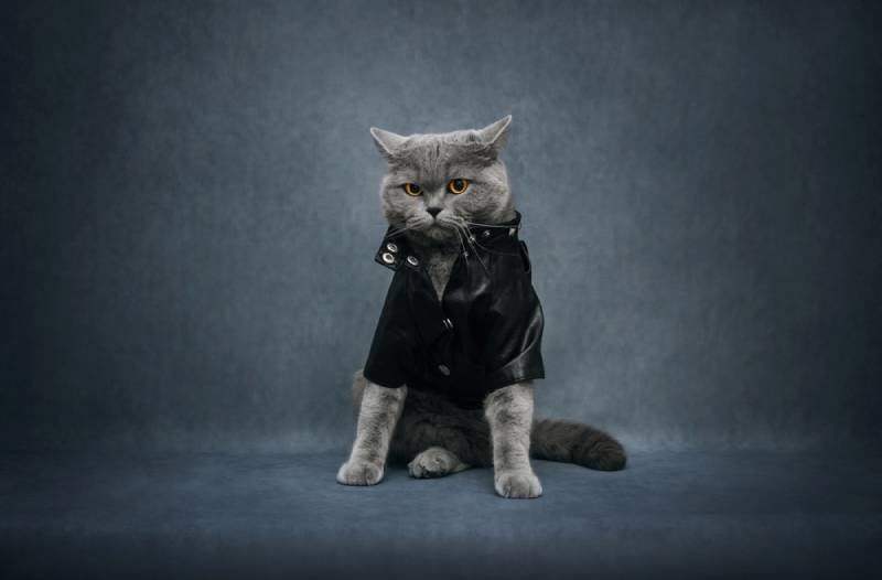 7 Favorite Cats From "Star Trek" & Beyond