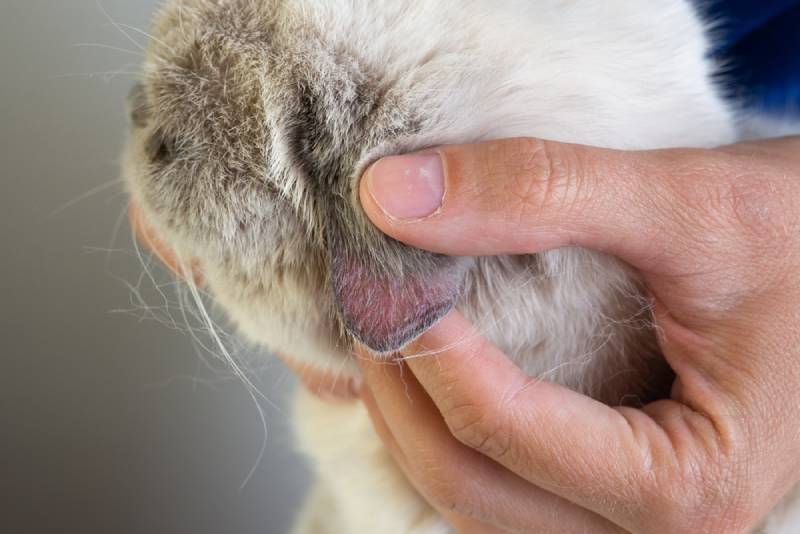 My Cat Has Sores Behind Their Ears, What's Wrong? Our Vet Explains