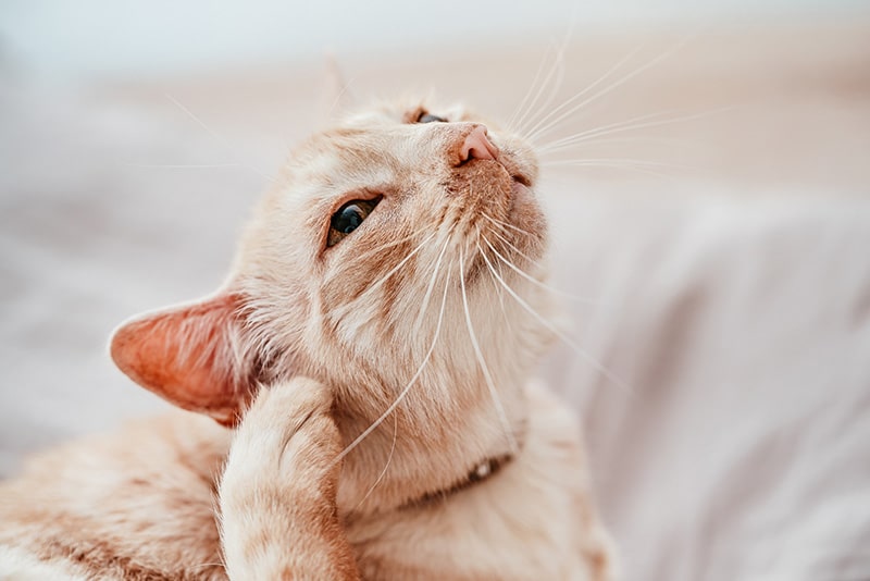 Why Do Cats Scratch Their Ears? 7 Vet-Verified Reasons, Signs & Treatment