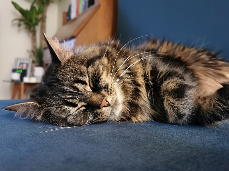 Can Cats Get Sleep Disorders? Our Vet Answers