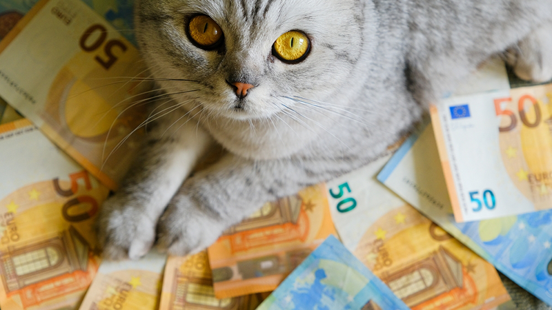 5 Cats Who Inherited Fortunes - List of the Richest Cats in the World