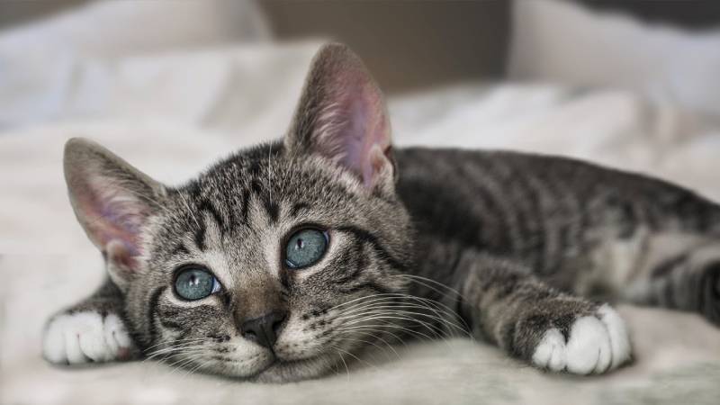 Cats Are So Cute I Can't Stand It! 15 Adorable Things Cats Do
