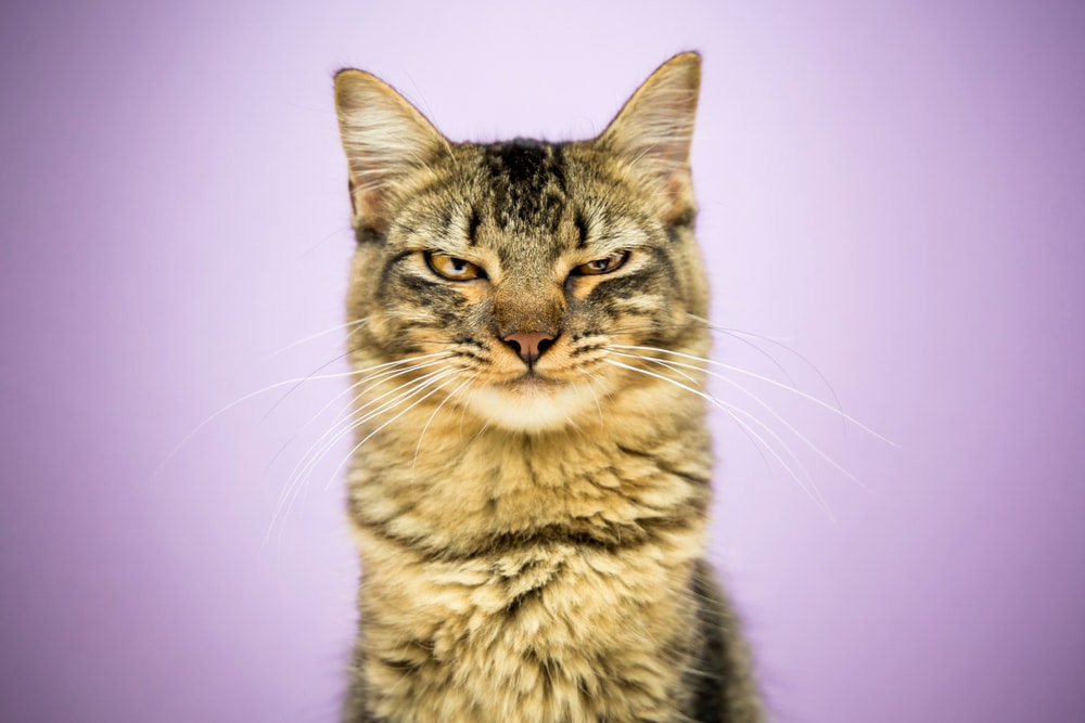 Cat World Domination Day 2026: When, What Is It & Tips to Survive
